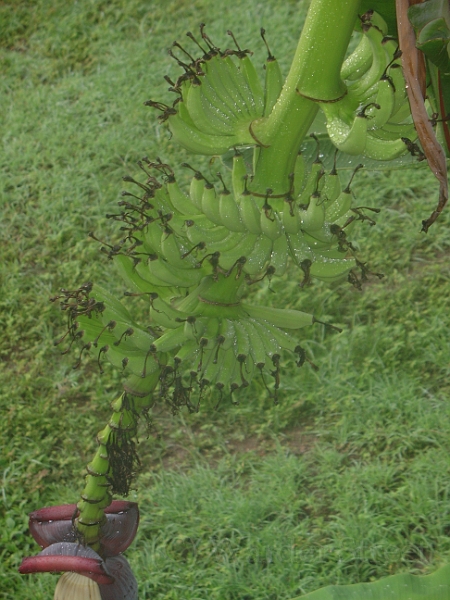 Plantains Outside Our Window.jpg